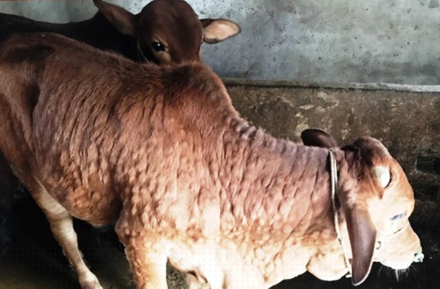 Bệnh viêm da nổi cục trên trâu, bò xuất hiện ở nhiều địa phương tại Hà Tĩnh.