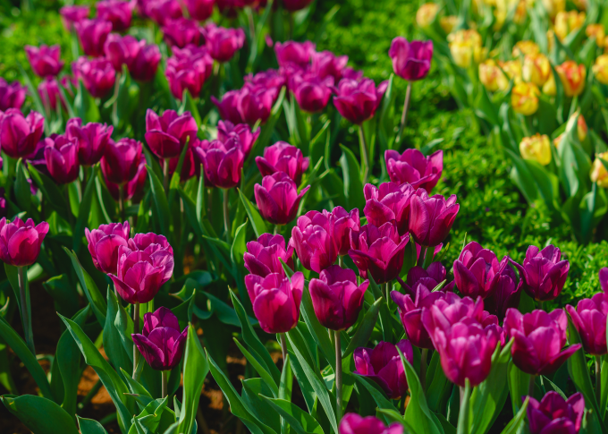 Hinh 2 _NoqY44bgu61X1JYYO3J41inC2