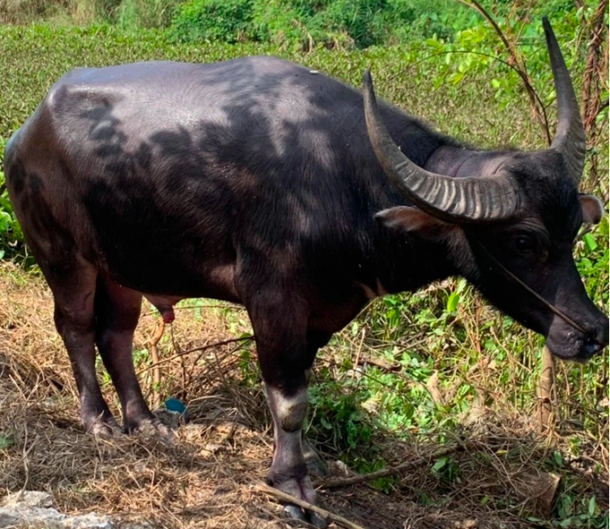 Con trâu tang vật của vụ án.