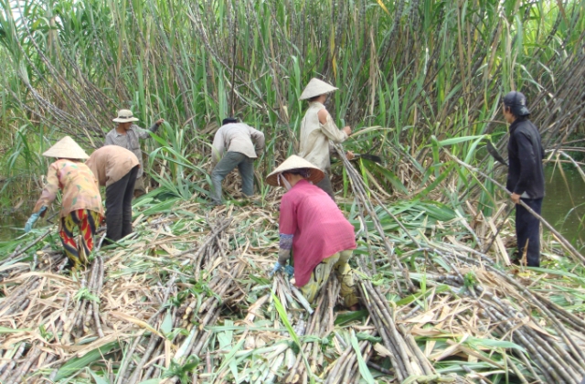 Việt Nam áp thuế chống bán phá giá đường nhập từ Thái Lan