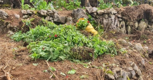 Phát hiện 2 đối tượng trồng 8.010 cây thuốc phiện trên sườn núi cao