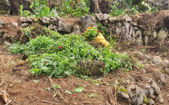 Ph&aacute;t hiện 2 đối tượng trồng 8.010 c&acirc;y thuốc phiện tr&ecirc;n sườn n&uacute;i cao