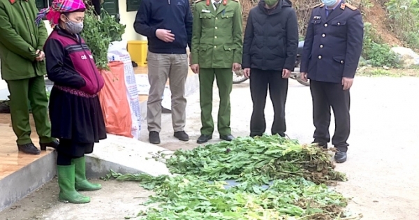 Công an Hà Giang phát hiện hàng nghìn cây thuốc phiện được trồng trên nương