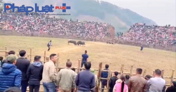 Yên Bái: Nhiều dấu hiệu cá cược xuất hiện trong sới chọi trâu không phép, cần được xác minh làm rõ