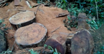 Bài 3: Video hiện trường hạ sát gỗ nghiến ở Hà Giang