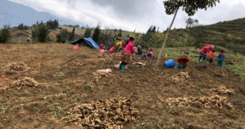 Chuyển trồng ngô sang trồng gừng, người dân Suôi Thầu có thu nhập ổn định