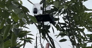 Những nơi chim trời không được bình yên