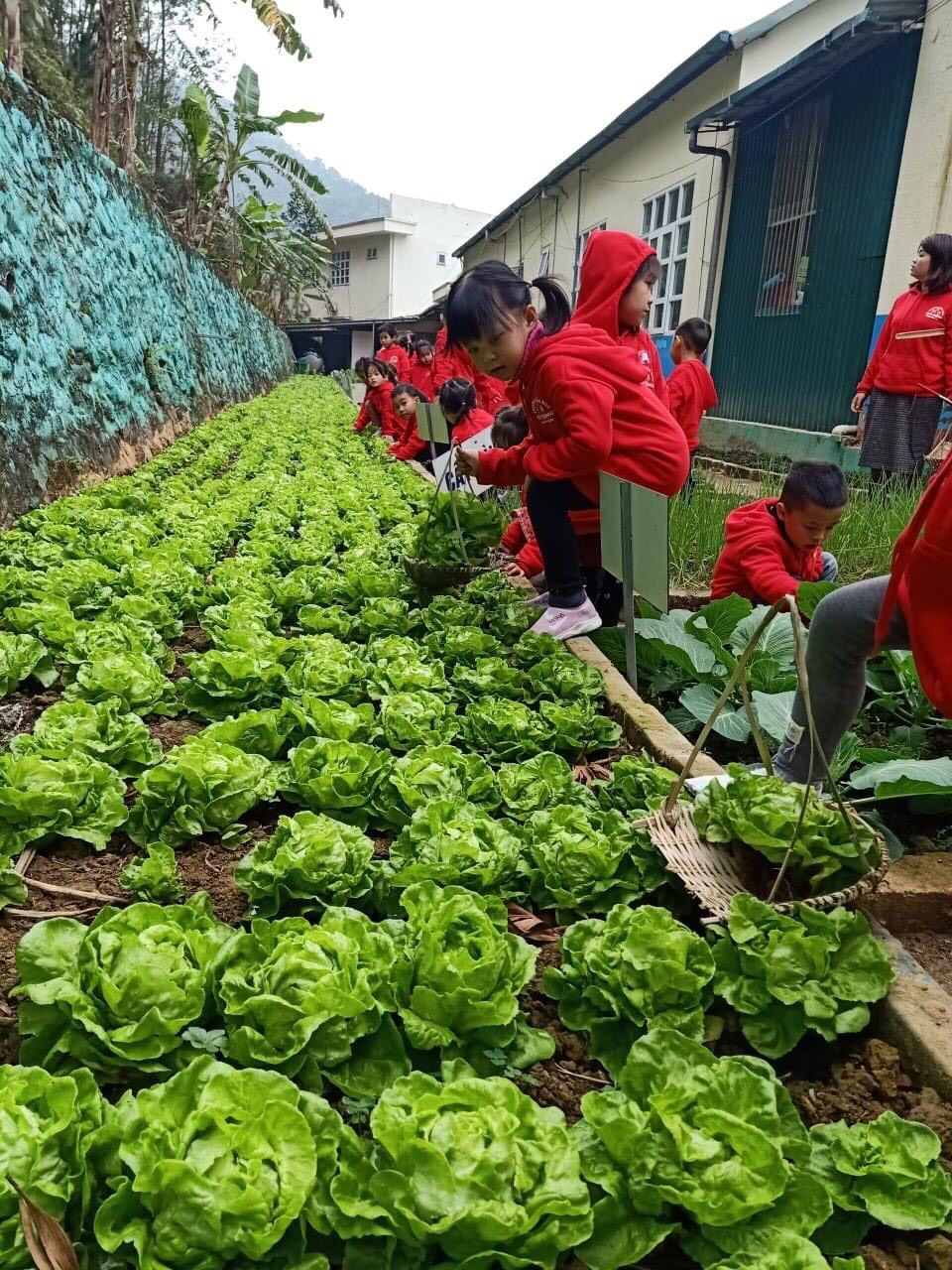 Trường MN Húc Động tận dụng khoảng đất trống để trồng rau làm khu trải nghiệm nông nghiệp xanh của trẻ.