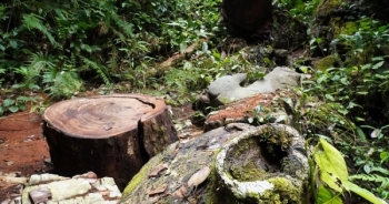 Tổng cục Lâm nghiệp đề nghị đẩy nhanh điều tra việc khai thác lâm sản trái phép huyện Vị Xuyên và Quản Bạ