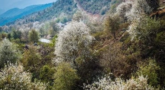 Sơn La tổ chức “Ngày hội hoa sơn tra"