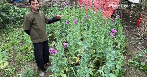 Hà Giang: Phát hiện đối tượng đang cạo nhựa của 266 cây thuốc phiện