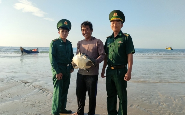 Thả cá thể đồi mồi quý hiếm về biển