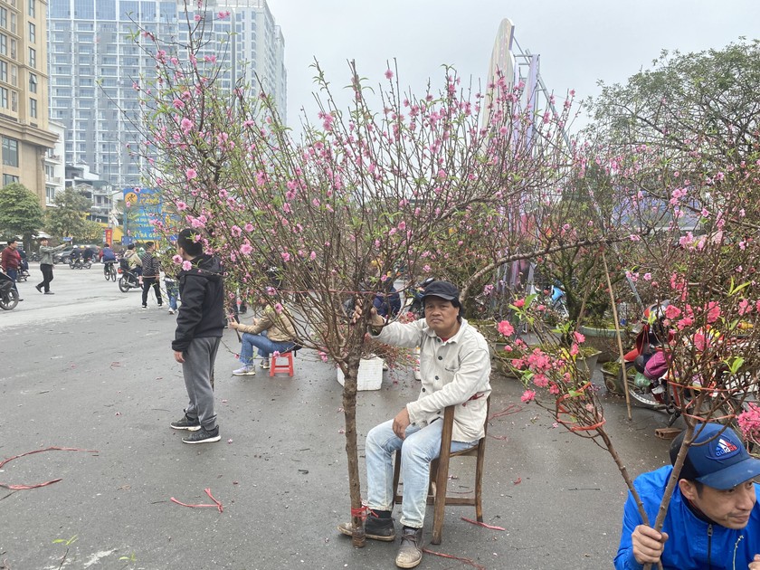 Ông Vũ Văn Hùng- tiểu thương bán đào nhiều năm ở khu vực Tây Hồ cho biết: Lượng khách hàng năm nay mua ít hơn so với năm ngoái. Đào năm nay đẹp hơn so với năm ngoái và giá thành vẫn giữ mức bình ổn. Trung bình để có một cây đào, quất tương đối đẹp, người tiêu dùng phải chi đến tiền triệu. Năm nay, xu hướng những cây đào huyền vẫn được khách lựa chọn nhiều hơn.