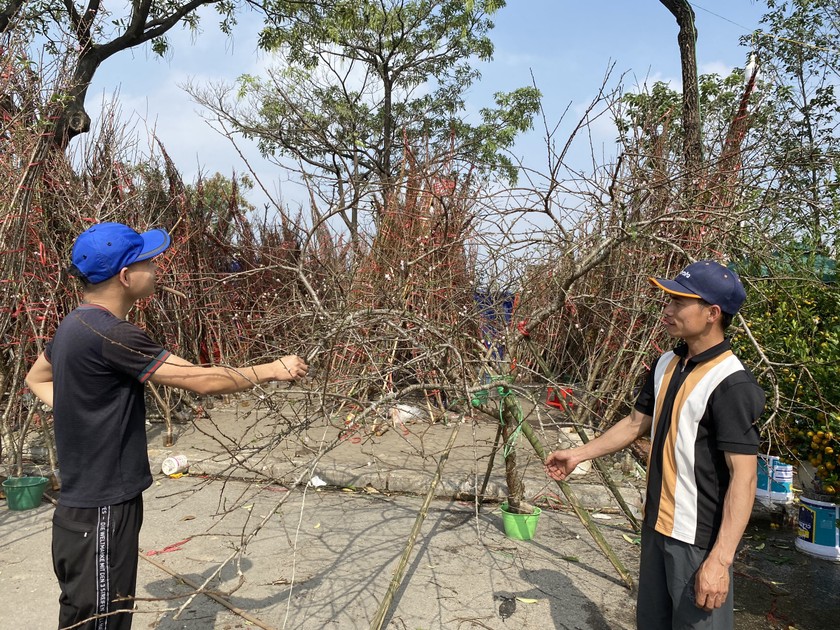 Anh Nguyễn Hữu Trường (áo kẻ sọc đen trắng) đang tư vấn nhiệt tình cho khách hàng có sở thích chơi đào rừng. Giá cây đào dao động từ 1 triệu đến 5 triệu đồng.