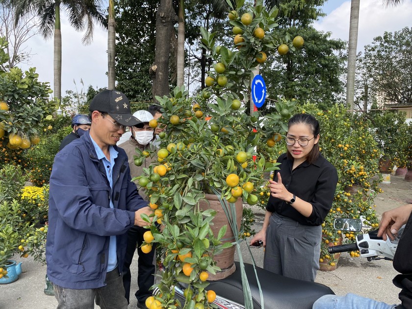 Chị Lê Thị Sao Mai (trú tại Phú Đô- Hà Nội) rất vui sướng khi đã chọn được một cây quất ưng ý. Chị chia sẻ: