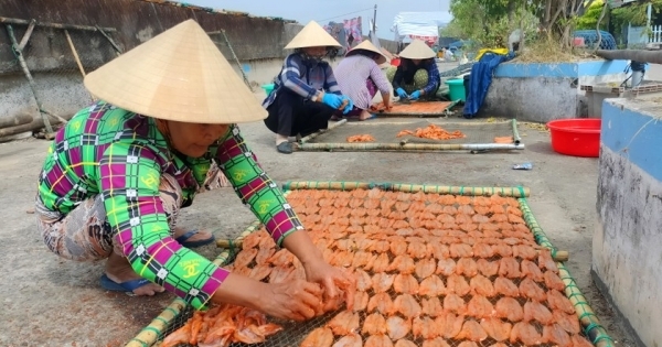 Làng cá khô Gành Hào vào vụ Tết