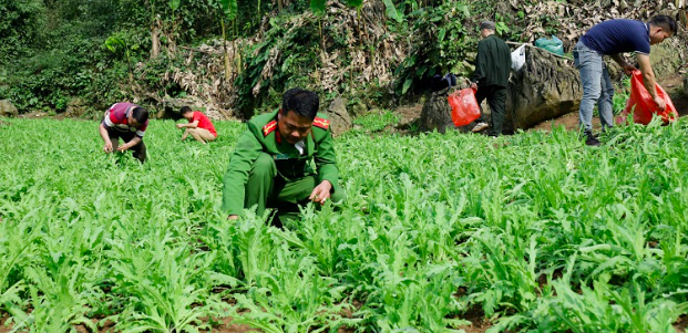 Lực lượng chức năng tiến hành nhổ bỏ cây.