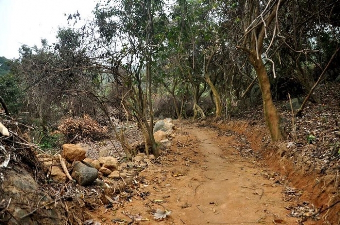 Đường bị ph&aacute; dẫn v&agrave;o rừng Sơn Tr&agrave;.
