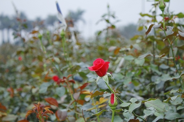 Nhưng b&ocirc;ng hoa hồng tại l&agrave;ng hoa T&acirc;y Tựu đang e ấp nở những c&aacute;nh hoa đ&uacute;ng vụ.