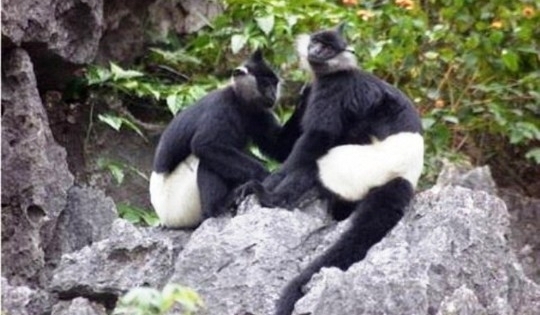 Quảng Bình: Khởi tố vụ án vận chuyển động vật quý hiếm