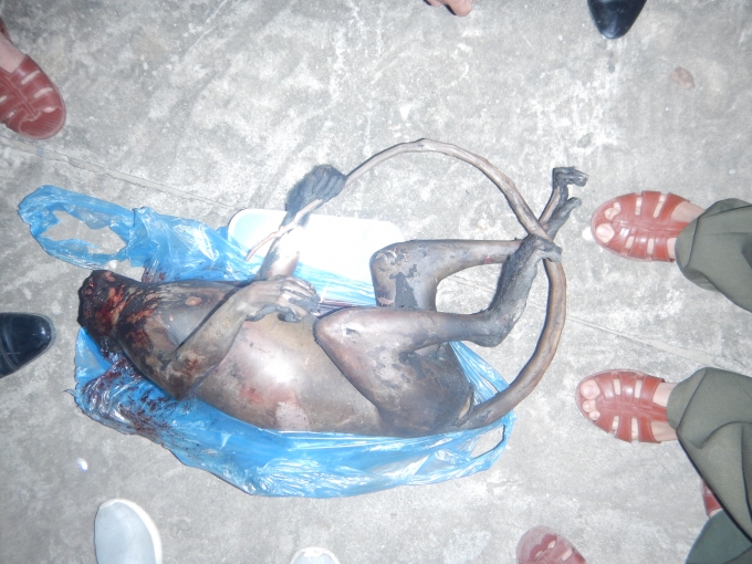 C&aacute; thể&nbsp;Vọoc H&agrave; Tĩnh (Trachypithecus hatinhensis)&nbsp;đ&atilde; chết được vận chuyển.&nbsp;