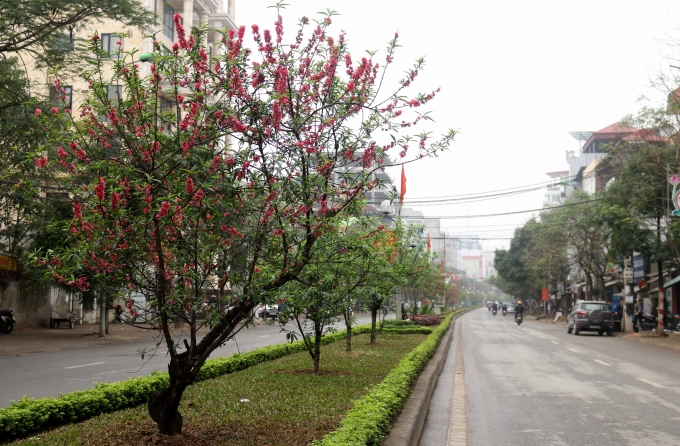 Dọc theo đường Lạc Long Qu&acirc;n tới l&agrave;ng trồng&nbsp;đ&agrave;o Nhật T&acirc;n&nbsp;v&agrave; Ph&uacute; Thượng (quận T&acirc;y Hồ, H&agrave; Nội), những c&acirc;y đ&agrave;o vẫn đang khoe sắc.