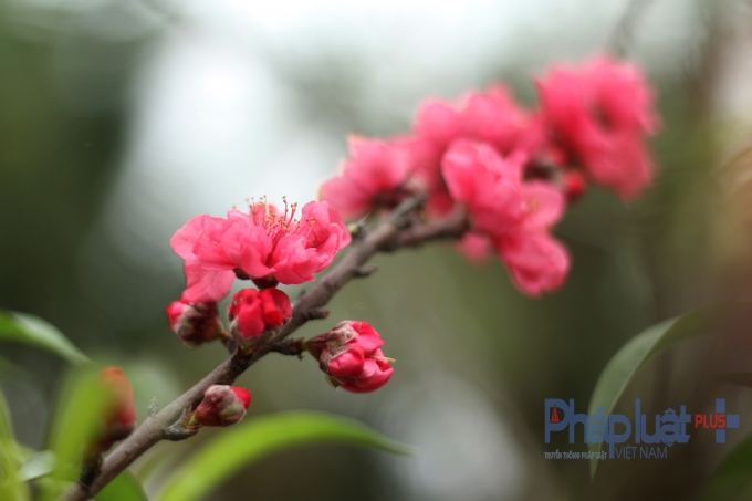 Đ&agrave;o nở muộn nhưng hoa rất to, v&agrave; đẹp.