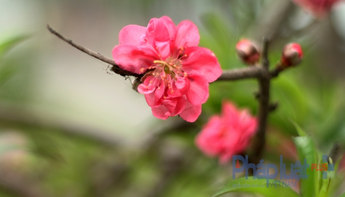 H&agrave; Nội: Rực rỡ sắc đ&agrave;o nở muộn