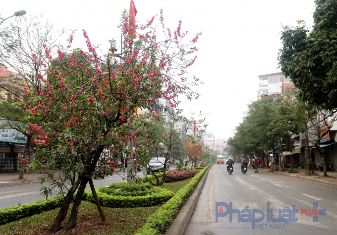Những c&acirc;y hoa cao lớn trổ b&ocirc;ng rất d&agrave;y.