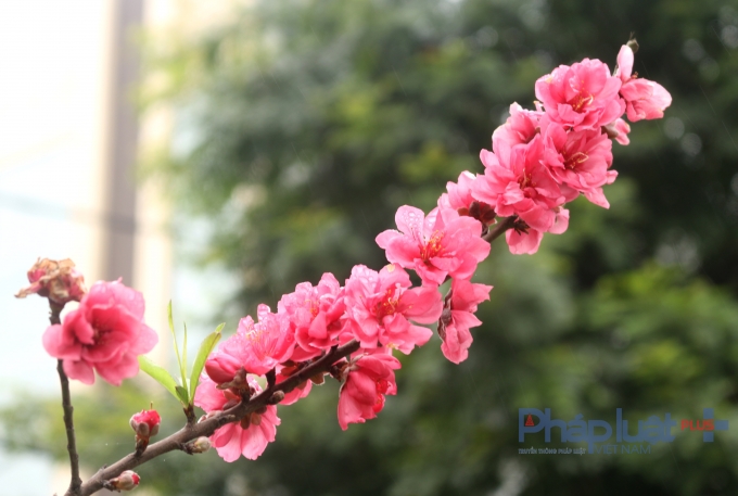 C&agrave;nh đ&agrave;o trĩu những b&ocirc;ng hoa.