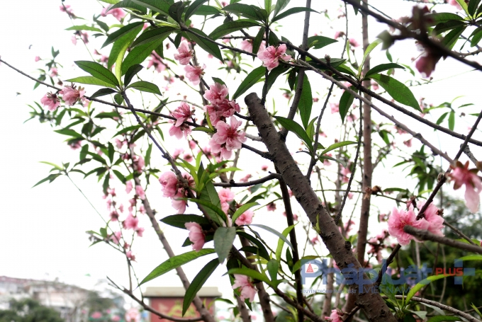 H&agrave; Nội: Rực rỡ sắc đ&agrave;o nở muộn