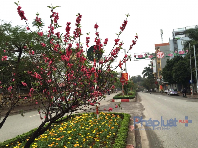 Đ&acirc;y l&agrave; những c&acirc;y đ&agrave;o được ch&iacute;nh người d&acirc;n ở l&agrave;ng Nhật T&acirc;n v&agrave; Ph&uacute; Thượng trồng c&aacute;ch đ&acirc;y rất nhiều năm.