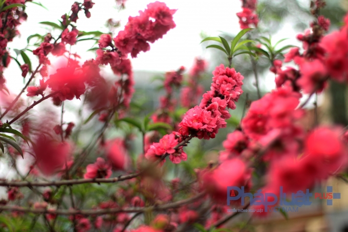 D&ugrave; Tết đ&atilde; l&ugrave;i xa nhưng những c&aacute;nh đ&agrave;o vẫn tươi thắm.