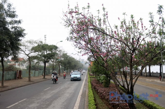 Những c&acirc;y đ&agrave;o Nhật T&acirc;n vẫn đang khoe sắc thắm v&agrave; lu&ocirc;n c&oacute;