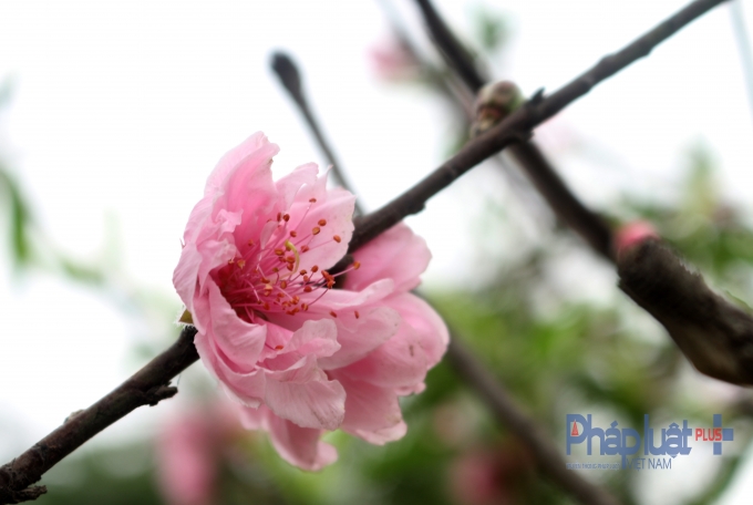 H&agrave; Nội: Rực rỡ sắc đ&agrave;o nở muộn