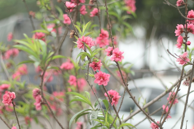 H&agrave; Nội: Rực rỡ sắc đ&agrave;o nở muộn