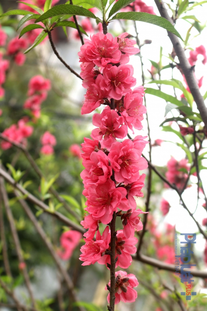 Đ&agrave;o khoe sắc rực rỡ.