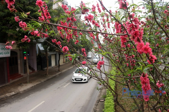 Những c&agrave;nh đ&agrave;o đỏ thắm l&agrave;m cho phố phương tươi đẹp hơn.