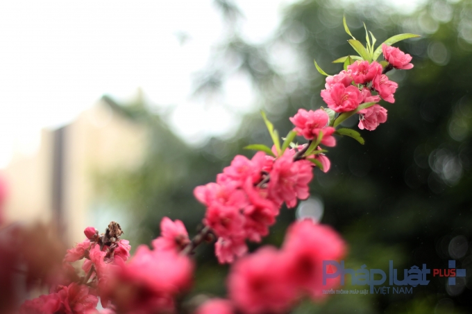 H&agrave; Nội: Rực rỡ sắc đ&agrave;o nở muộn