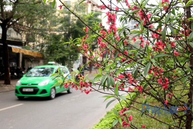 H&agrave; Nội: Rực rỡ sắc đ&agrave;o nở muộn
