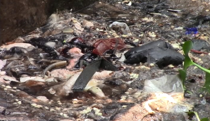 T&uacute;i nilong, x&aacute;c động vật nổi lềnh phềnh tr&ecirc;n s&ocirc;ng.