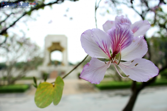 N&oacute;i đến hoa Ban, thường nghĩ ngay đến T&acirc;y Bắc, nhưng kh&ocirc;ng phải chỗ n&agrave;o, rừng n&agrave;o của T&acirc;y Bắc cũng c&oacute;. (Ảnh: Đức Bi&ecirc;n)