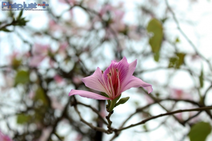 Cũng như n&uacute;i rừng T&acirc;y Bắc, tr&ecirc;n c&aacute;c con phố của H&agrave; Nội phổ biến l&agrave; hoa Ban Trắng.&nbsp;(Ảnh: Đức Bi&ecirc;n)