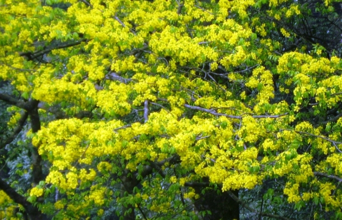 Hoa mai v&agrave;ng Y&ecirc;n Tử rực rỡ khoe sắc tại&nbsp;