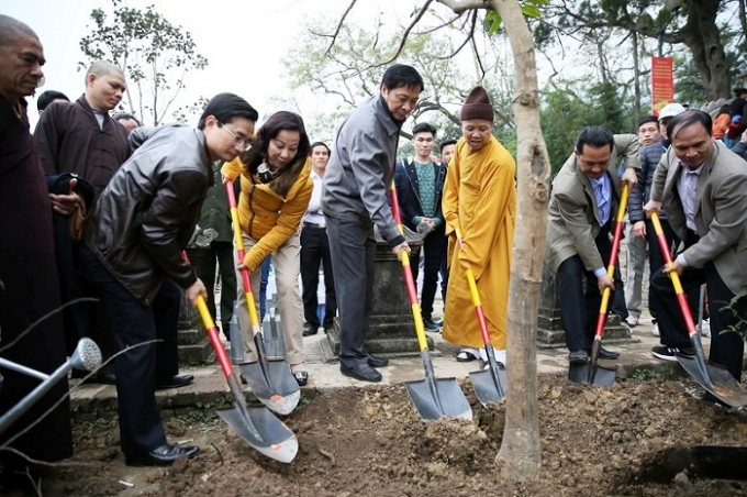 Đ&atilde; c&oacute; 999 c&acirc;y mai v&agrave;ng được tr&ocirc;ng trong khu vực ch&ugrave;a Hoa Hi&ecirc;n thuộc Khu di t&iacute;ch Y&ecirc;n Tử (Ảnh: Cổng th&ocirc;ng tin điện tử Quảng Ninh).