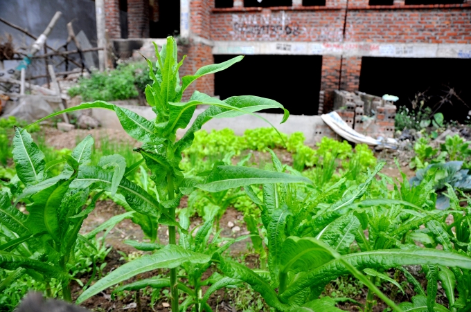 Những luống rau xanh mơn mởn với đủ loại từ c&aacute;c rau ngắn ng&agrave;y như rau muống, cải đến c&aacute;c loại củ quả như c&agrave; chua, rau b&iacute; hay khoai lang.