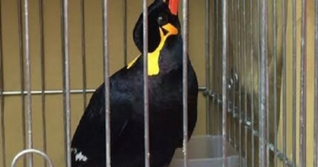 Lộ kế hoạch táo bạo biến “chim lạ” thành chim “ngộ đạo”