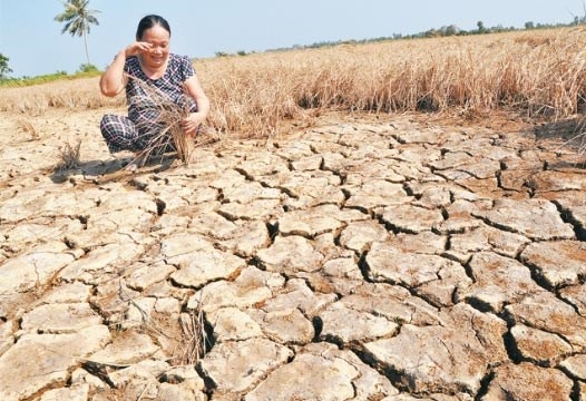 Chống hạn, mặn: Việt Nam cần trợ lực của quốc tế