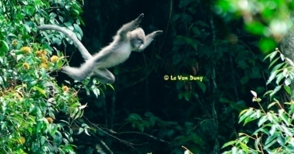 Phát hiện 7 đàn voọc xám Đông Dương tại khu bảo tồn Xuân Liên