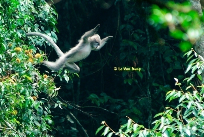 Nhiều đ&agrave;n vọoc x&aacute;m Đ&ocirc;ng Dương đ&atilde; được ph&aacute;t hiện tại Khu BTTN Xu&acirc;n Li&ecirc;n. Ảnh: Sở N&ocirc;ng nghiệp v&agrave; Ph&aacute;t triển n&ocirc;ng th&ocirc;ng Thanh H&oacute;a cung cấp.